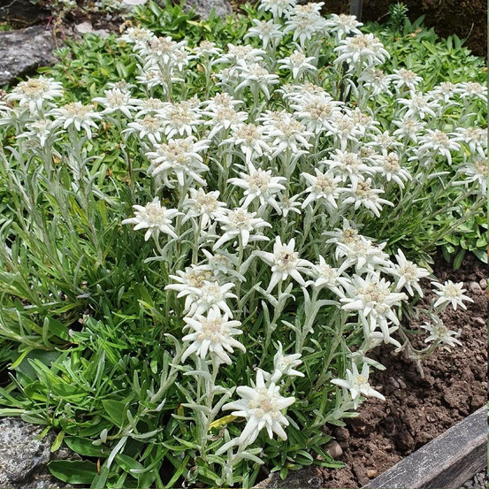 Edelweiss des alpes godet - 5/20 cm