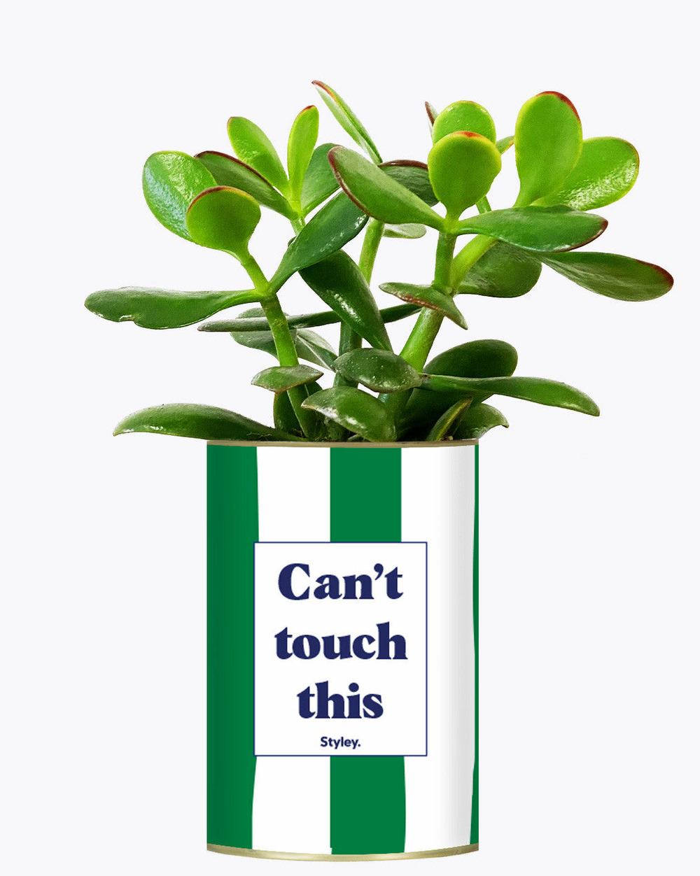 Plante personnalisée - can't touch this - plante