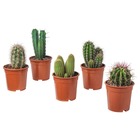 Cactus mélange de 5 pots h-7/15cm