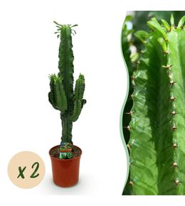 Euphorbia eritrea – lot de 2 – pot 19 cm – hauteur 70 cm