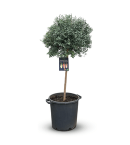 Citron caviar rouge - citrus australasica - agrume méditerranéen - arbre fruitier - ↕ 130-150 cm - ⌀ 35 cm