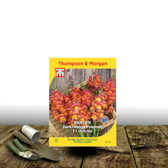 Graines de muflier dark orange potomac - thompson & morgan sachet