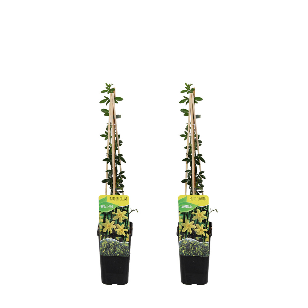 Lot de 2 - jasminum nudiflorum - jasmin d'hiver - jaune - pot 15cm - 70-80cm de haut