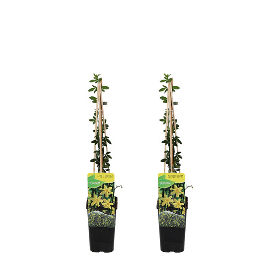 Lot de 2 - jasminum nudiflorum - jasmin d'hiver - jaune - pot 15cm - 70-80cm de haut
