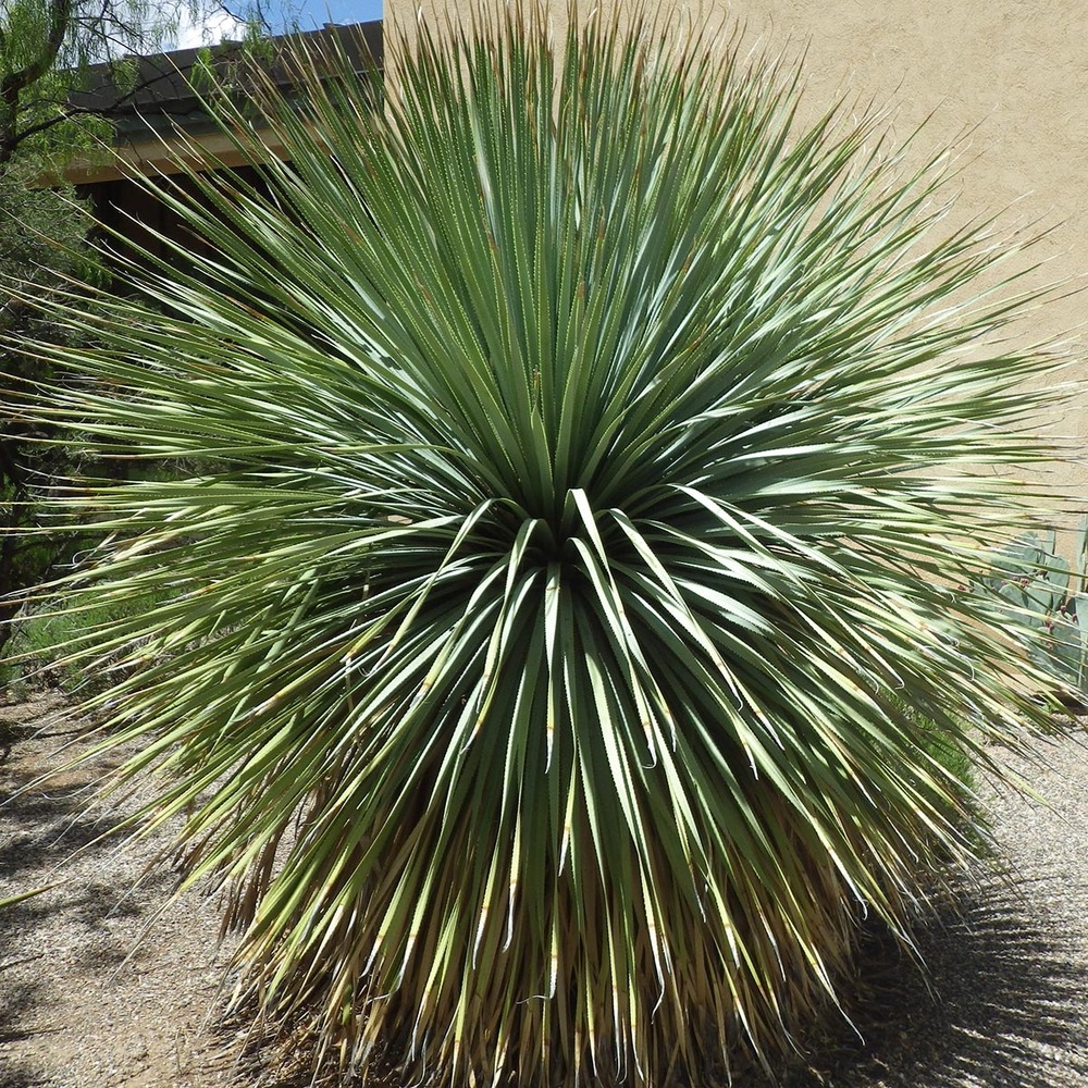 Dacylire wheeleri pot de 7,5l/10l