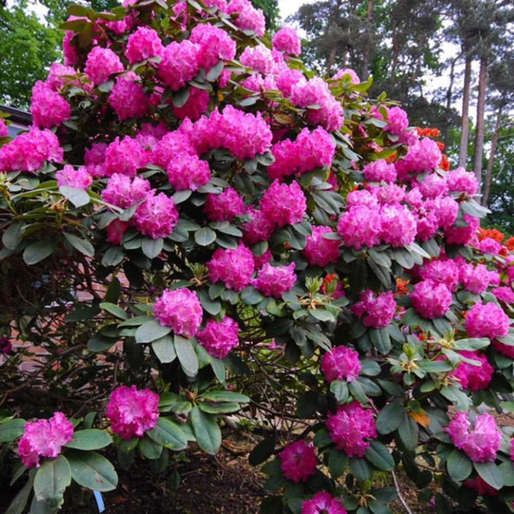 Rhododendron 'germania' 40-50 cm pot floraison rose fonc | Truffaut