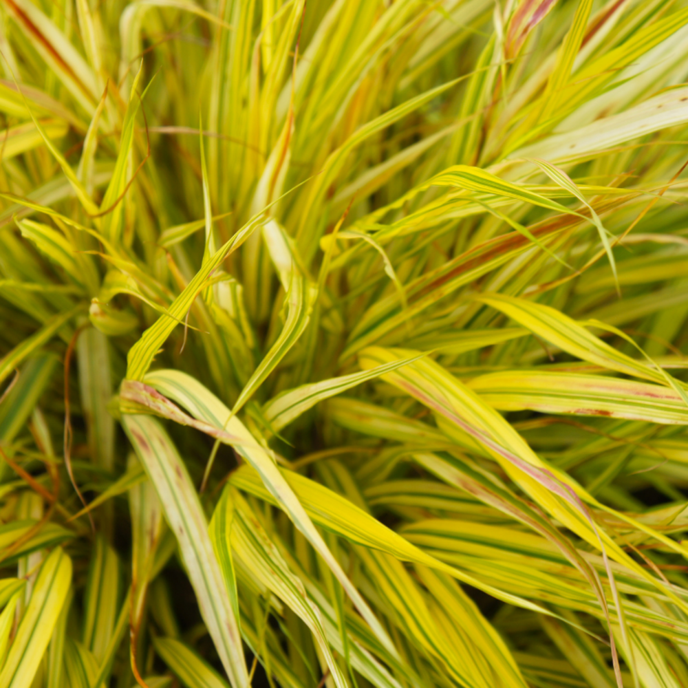 Herbe du japon aureola - hakonechloa macra aureola 10/15 cm pot 3l