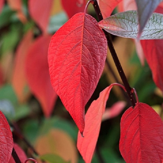 2 x cornouiller blanc 'kesselringii' - cornus alba 'kesselringii' - 60-80 cm pot