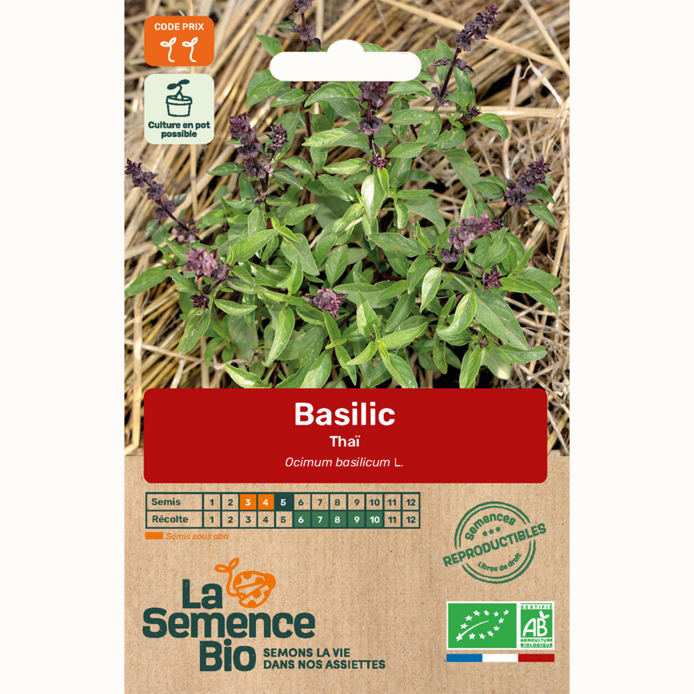 Basilic thaï - graines bio