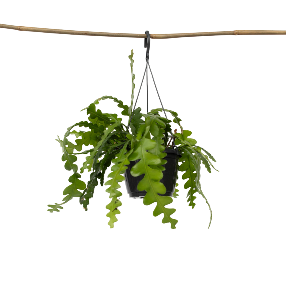 Cactus orchidée - epiphyllum 'anguliger' - hauteur 30-40cm - ⌀15cm