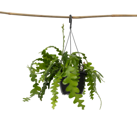 Cactus orchidée - epiphyllum 'anguliger' - hauteur 30-40cm - ⌀15cm