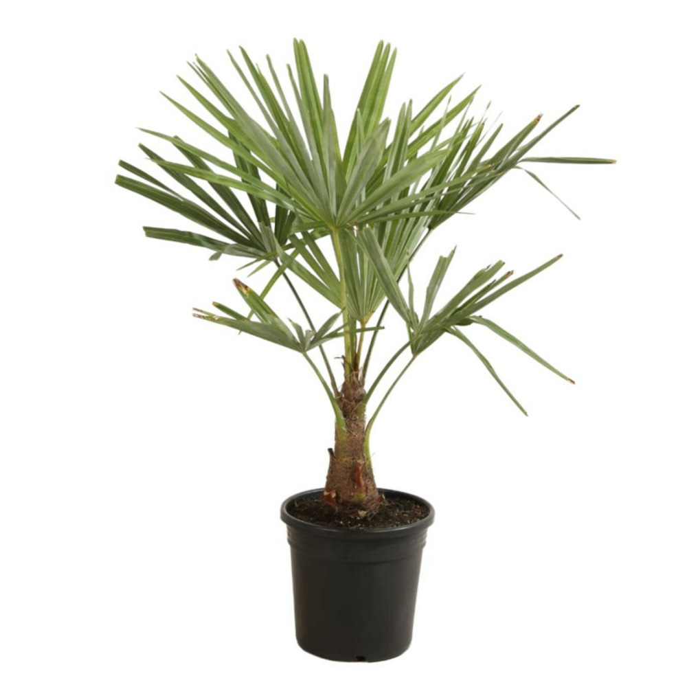 Palmier chanvre trachycarpus fortunei 90/100 cm pot 10l