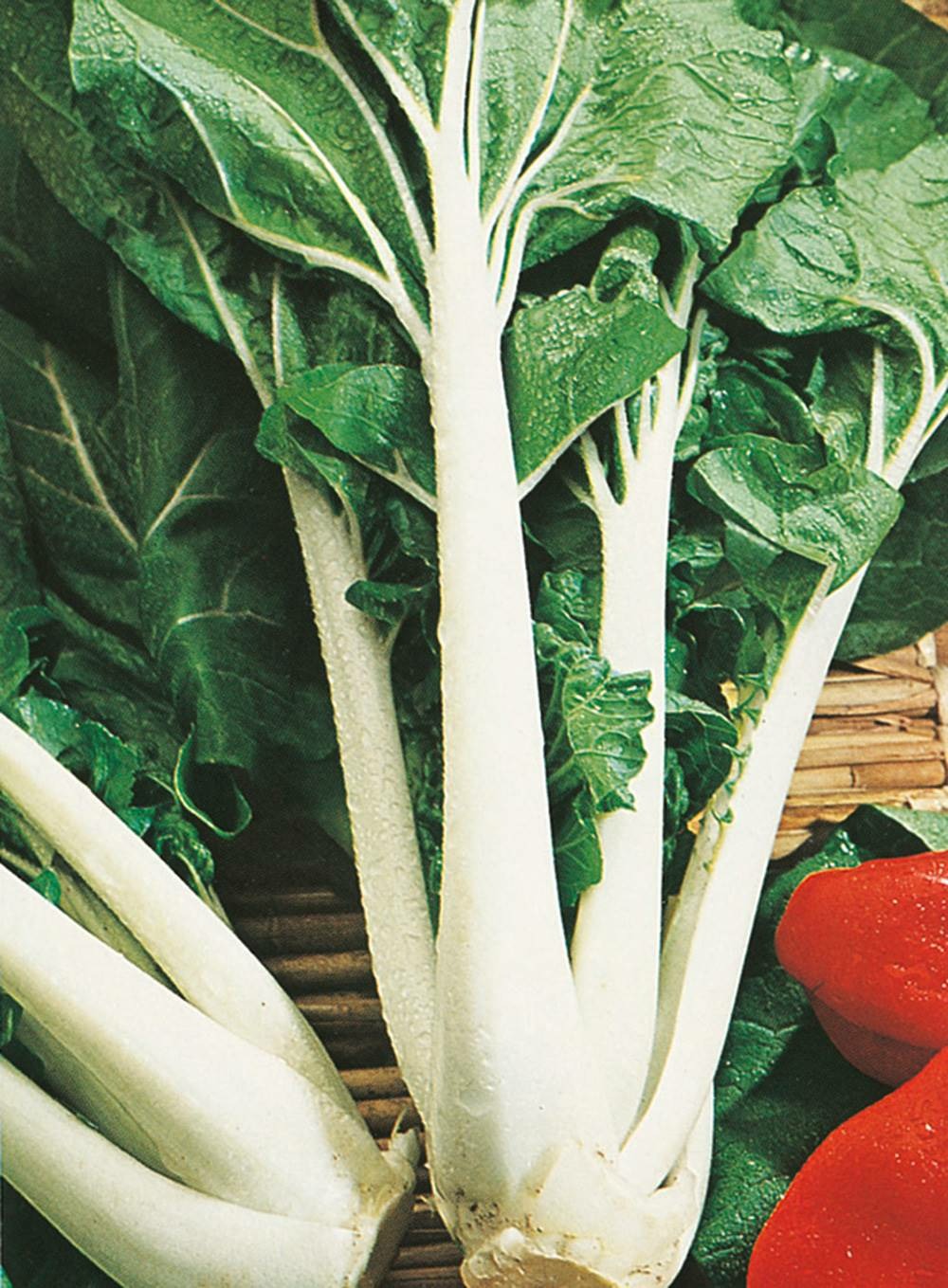 Chou de chine pak choi taisai - 5 g