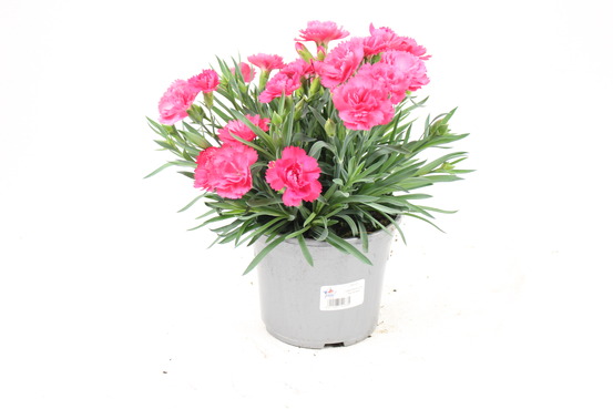 Œillet caryophyllus pot de 10,5 cm