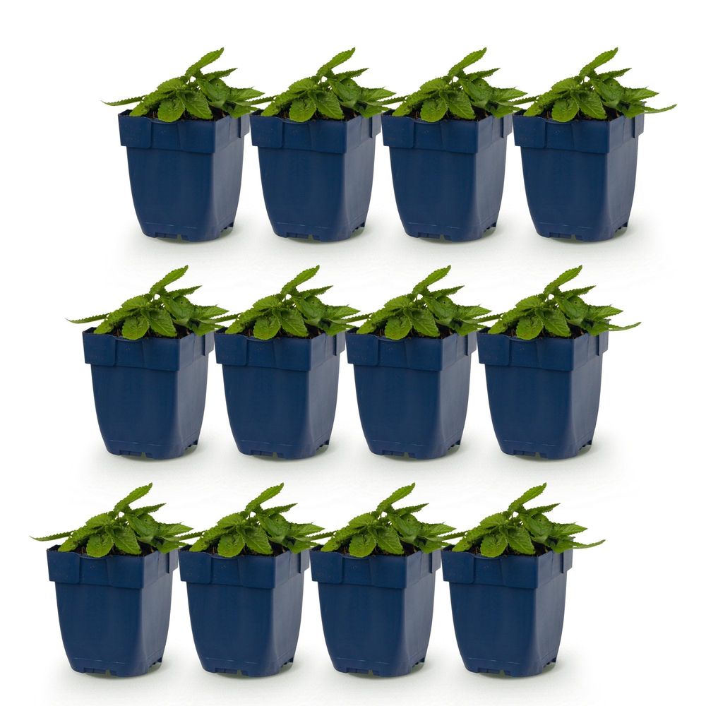 Oreille d'agneau 'ukkie' - lot de 12 - pot 11 cm - hauteur 25 cm - plante d'extérieur