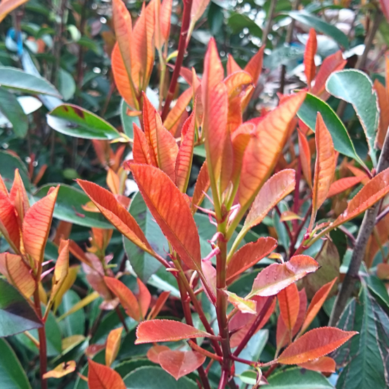 Photinia fraseri camilvy - photinia fraseri camilvy 40cm