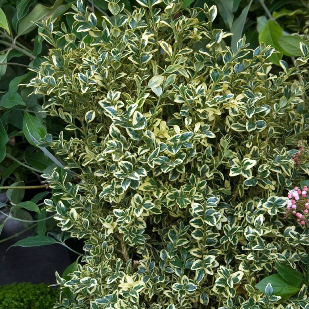 Buis commun 'elegantissima' pot de 2l/3l
