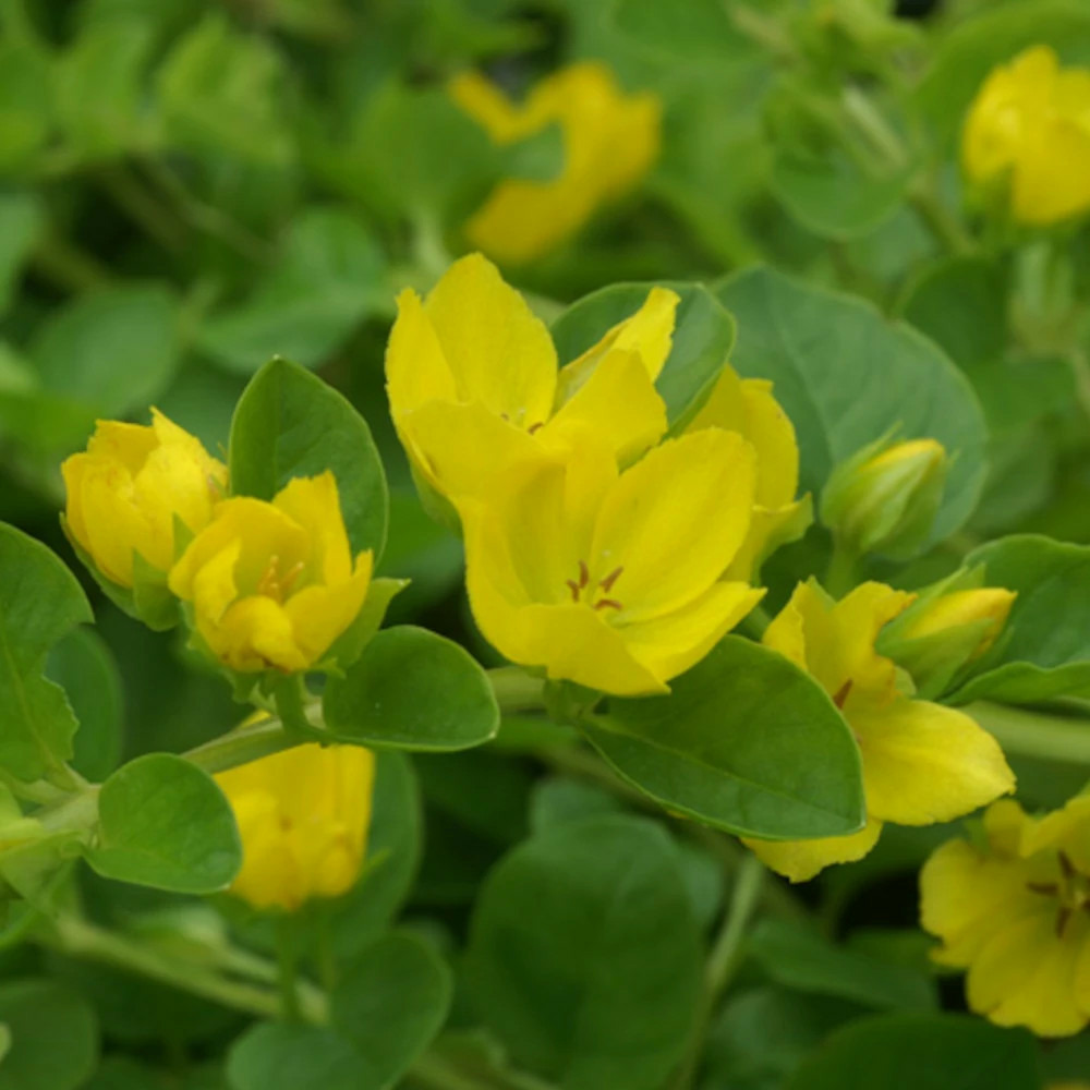 Lysimaque nummulaire lot de 5 godets