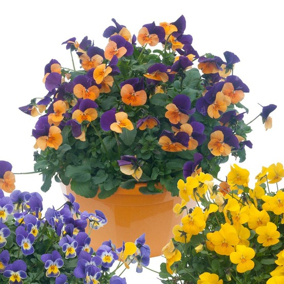 Pensee viola cornuta - 0.3 g