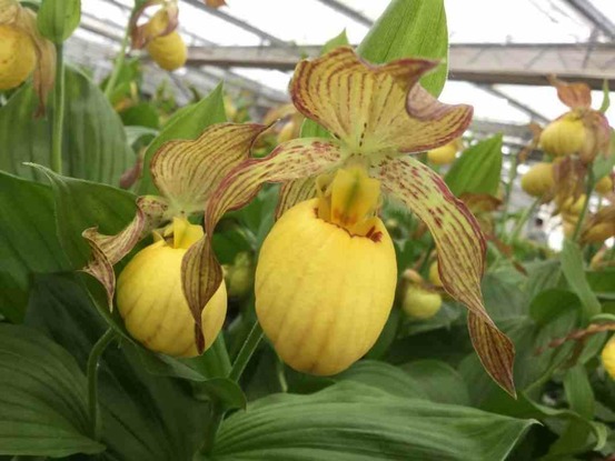 Cypripedium