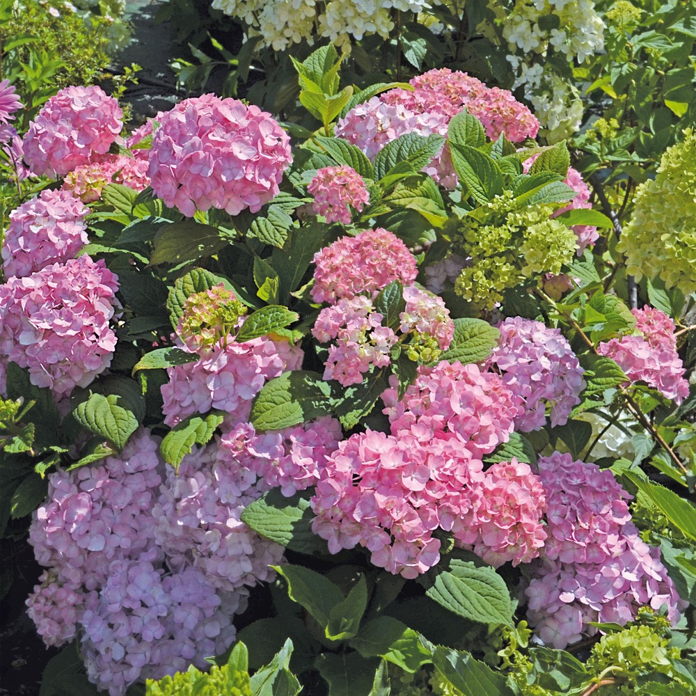 Hortensia 'so long rosy' pot de 1,5l/2l