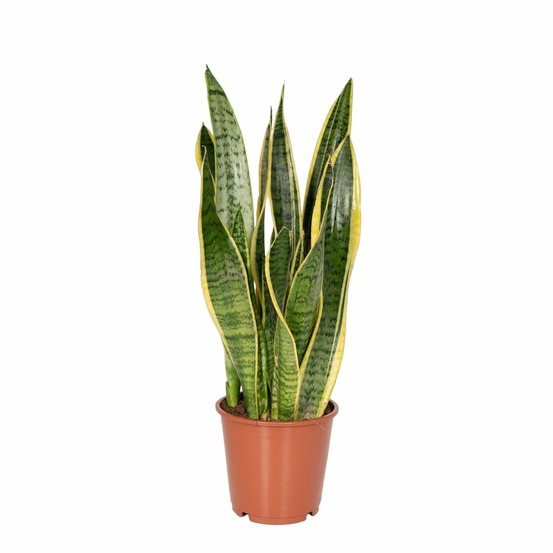 Sansevieria trifasciata laurentii - h40 cm - ø14 cm