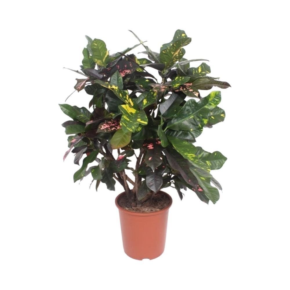 Codiaeum magnificent