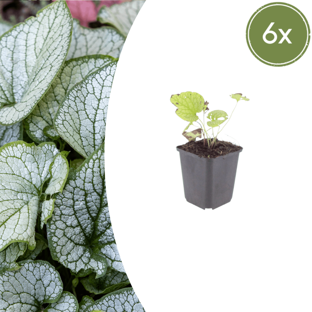 Lot de 24 - myosotis du caucase (brunnera macrophylla) 'jack frost'