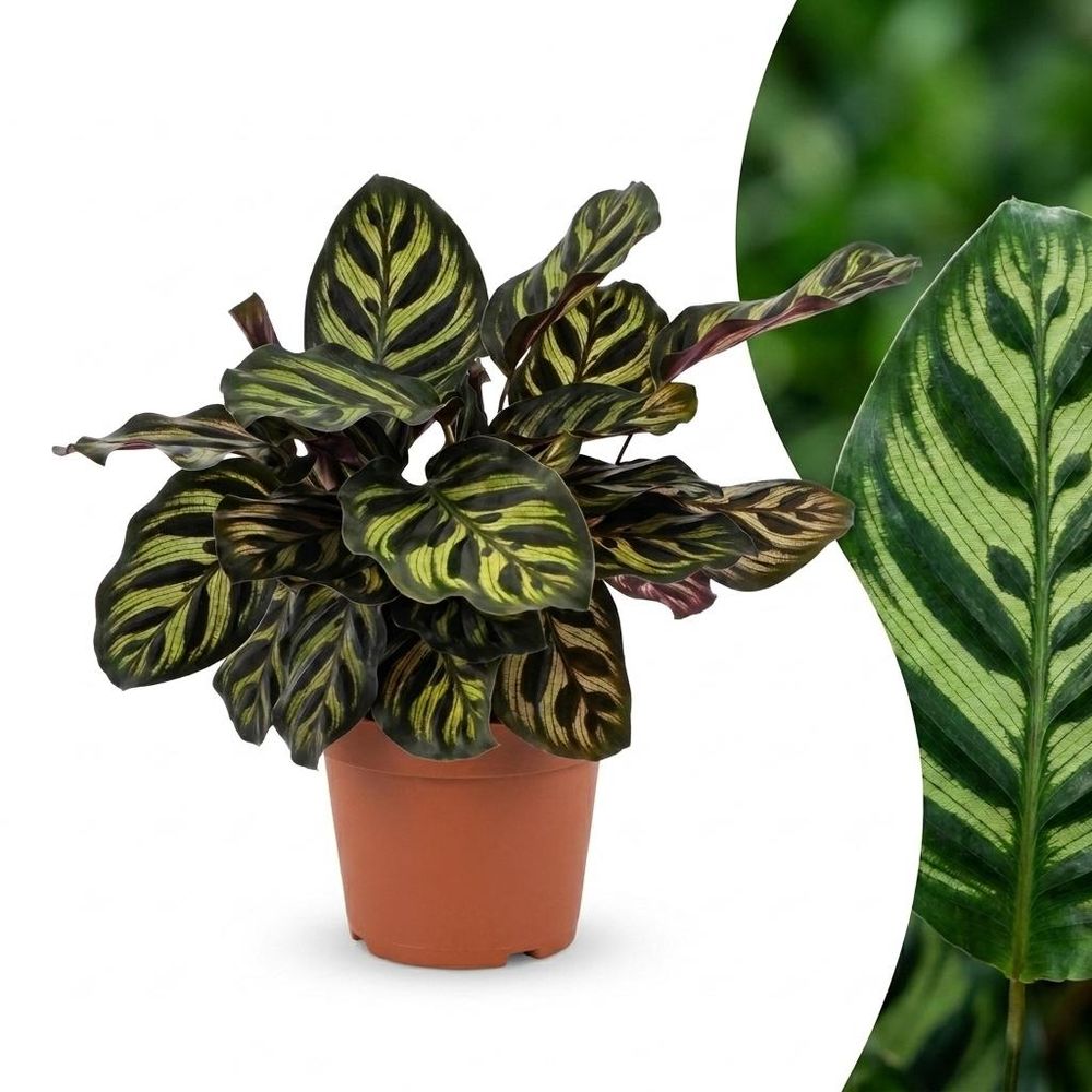 Calathea makoyana - plante paon - pot de 12cm - hauteur 25cm - plantes d'intérieur