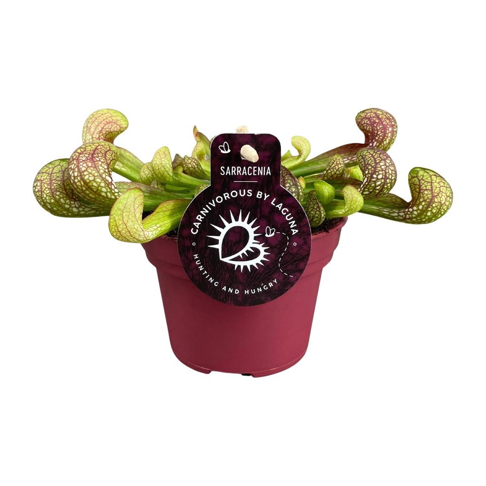 Sarracenia psittacina - ø12cm - ↕13cm - plantes d'intérieur