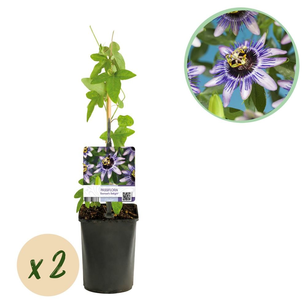 Passiflore 'damsels delight' - pot 11 cm - hauteur 40 cm