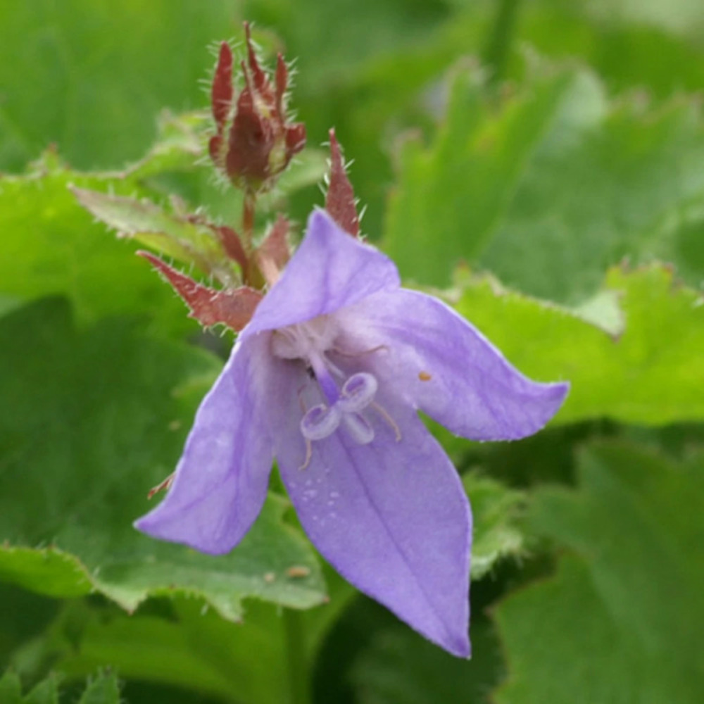 Campanule des murets bleue, campanule des murs lot de 9 godets