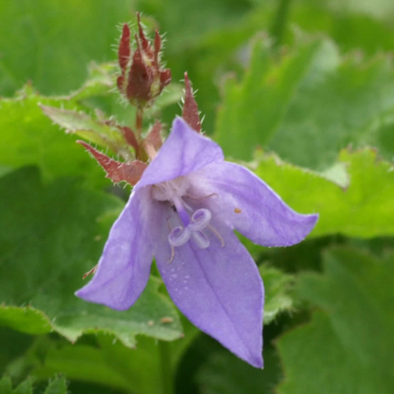 Campanule des murets bleue, campanule des murs lot de 9 godets