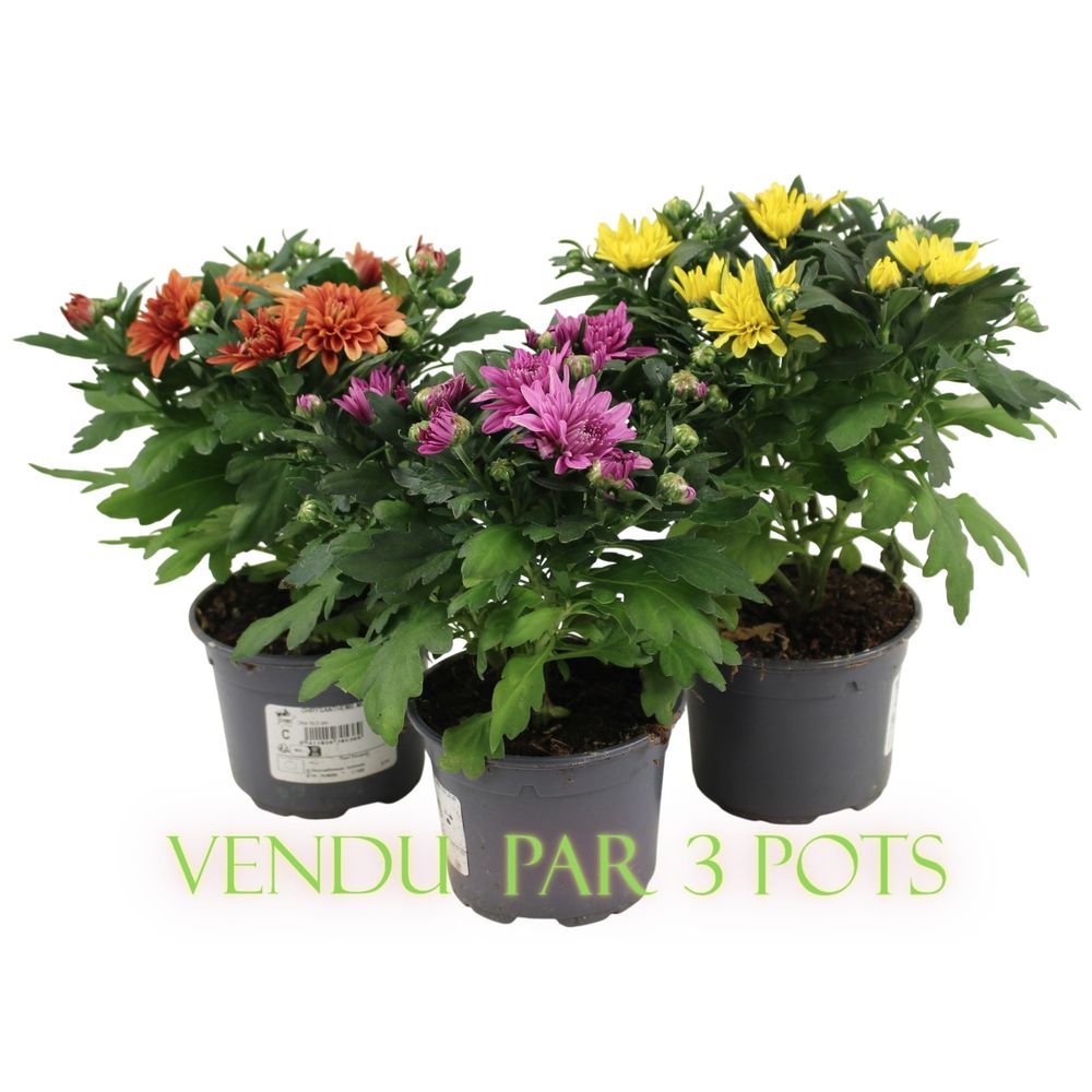 Chrysanthème multifleur en lot de 3 pot 10,5 cm