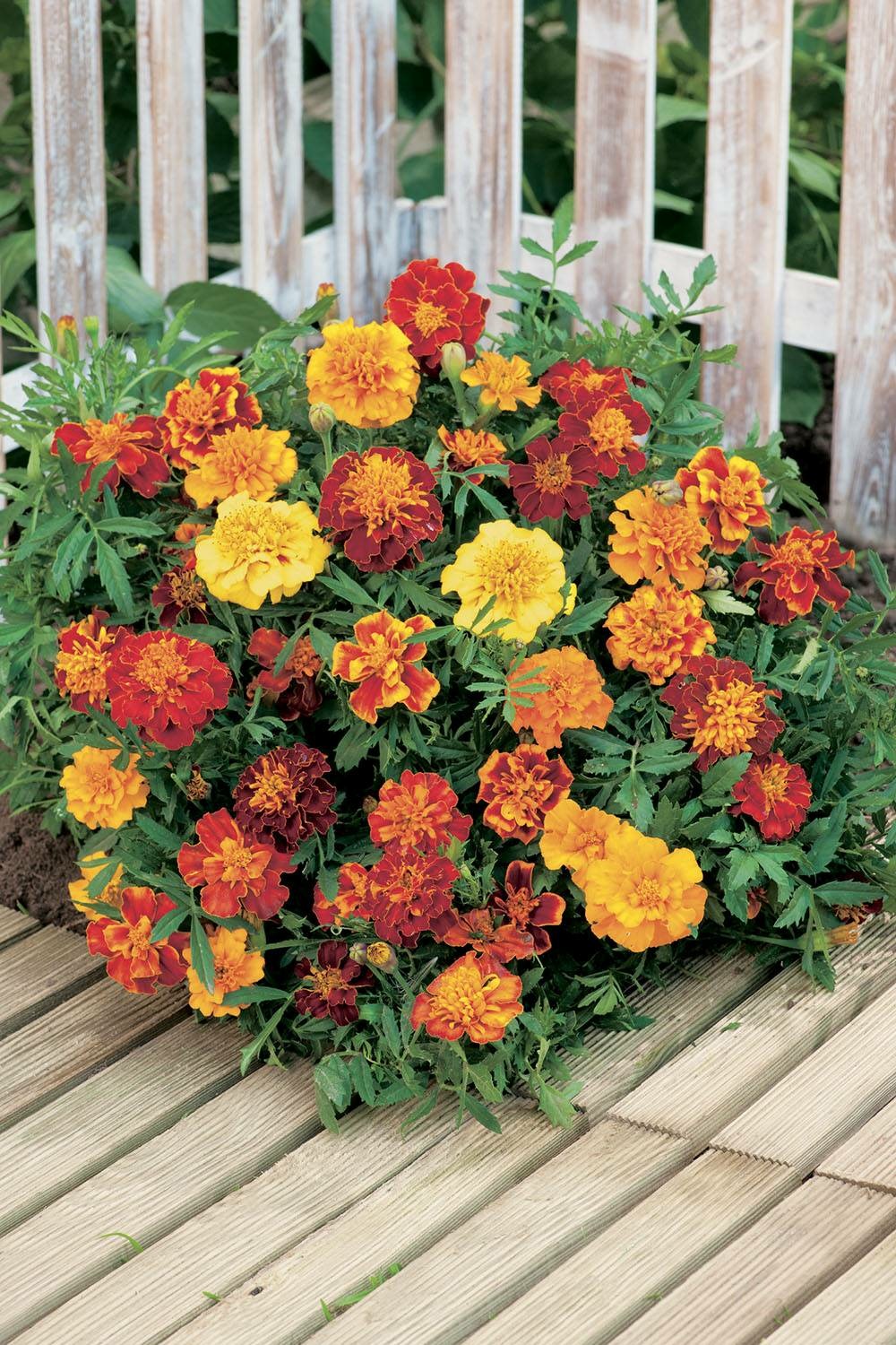 Oeillet d inde en melange