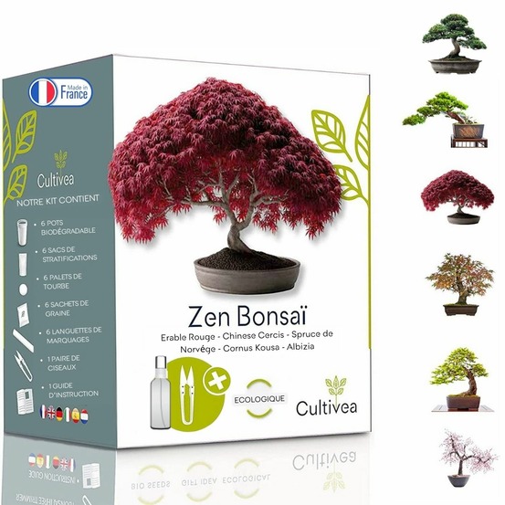 Kit prêt à Pousser 6 Bonsaïs avec accessoires - Red Mapple, Chinese Cercis, Albizia, Cornus Kousa, Norway Spruce, Juniperus