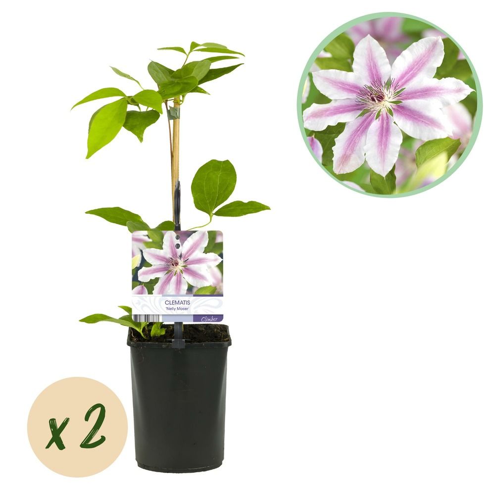 Clématite 'nelly moser' - pot 11 cm - hauteur 40 cm