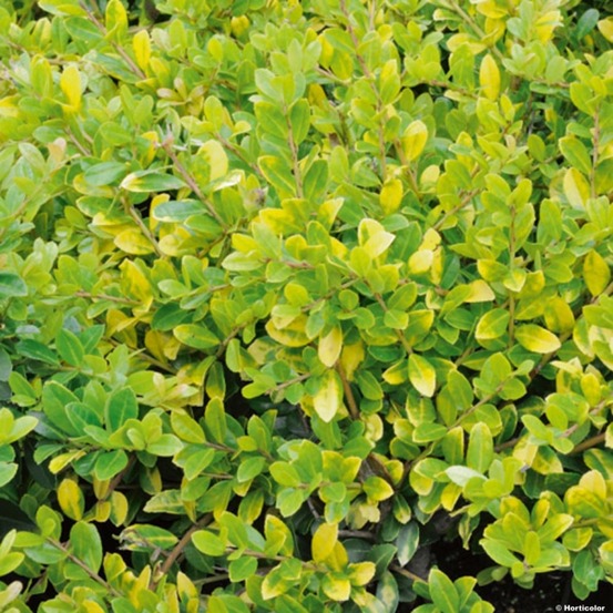 Houx crénelé 'golden gem' pot de 2l/3l