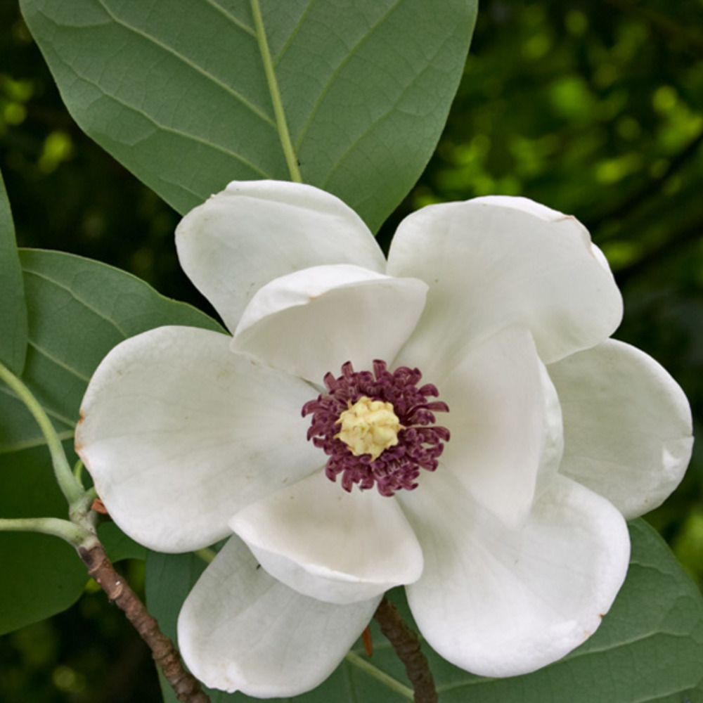 2 x magnolia de siebold - magnolia sieboldii  - 50-60 cm pot