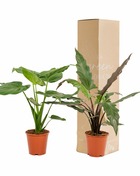 Plante d'intérieur - coffret alocasia cucullata - lot de 2 plantes 80cm