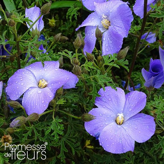 Faux hibiscus d'australie pot de 3l/4l