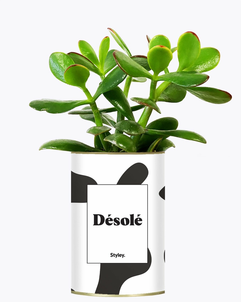 Idée cadeau - désolé - cactus