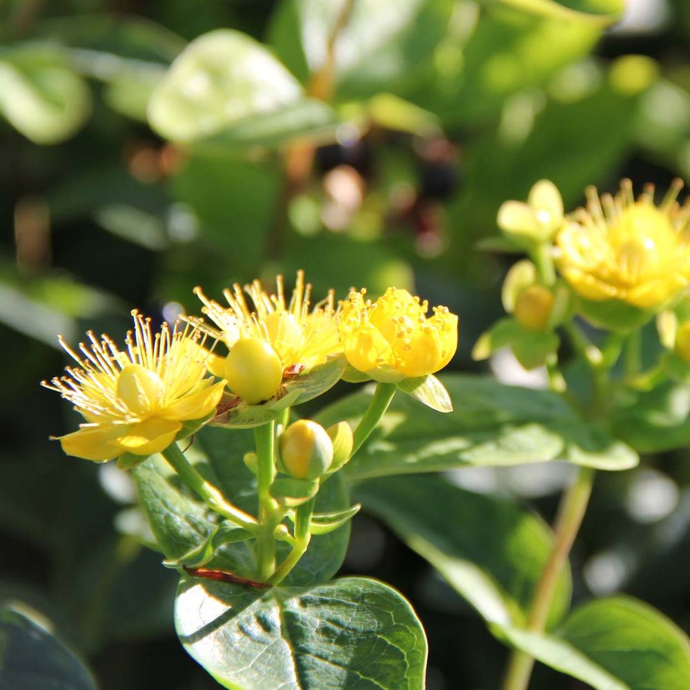Millepertuis 'magical® sunshine 'kolmasun' ' pot de 2l/3l