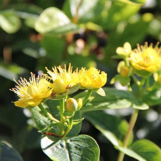 Millepertuis 'magical® sunshine 'kolmasun' ' pot de 2l/3l