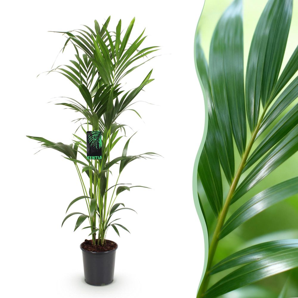 Howea forsteriana - kentia palm - pot de 24cm - hauteur 140-150cm - plantes d'intérieur