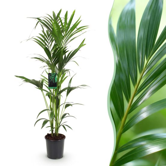 Howea forsteriana - kentia palm - pot de 24cm - hauteur 140-150cm - plantes d'intérieur