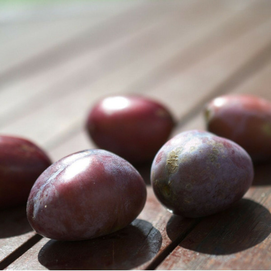 Prunier ente pot de 15l - 1/2 tige - 150/175 cm