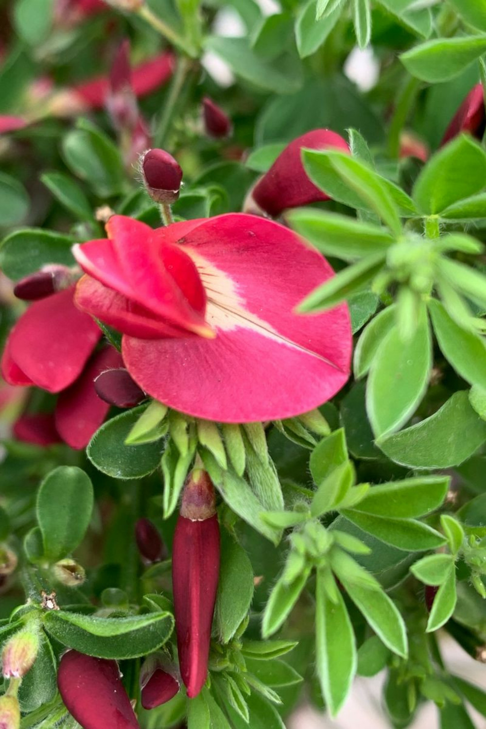 Genêt à balais 'boskoop ruby' - en pot de 2 litres