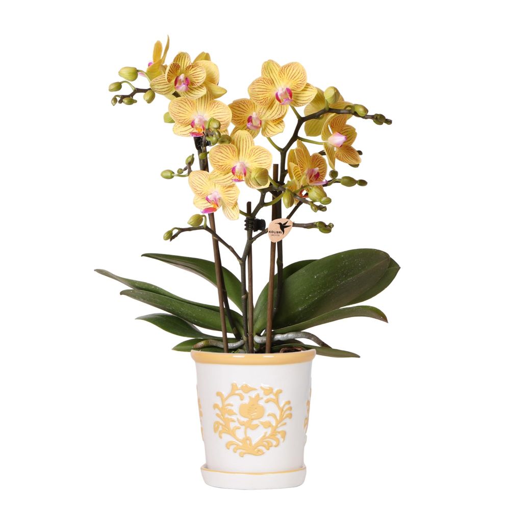 Orchidée phalaenopsis 'lima' jaune (phalaenopsis) - pot de 9cm - malaga orange clair - plantes d'intérieur