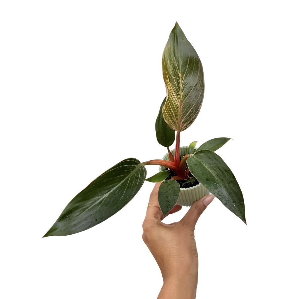 Philodendron pink birkin (bikini) - pot de 6cm